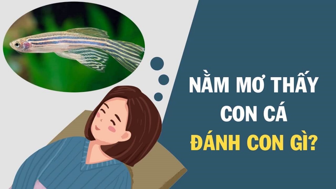 Ngủ mơ thấy bắt cá đánh con gì? Đánh số mấy?