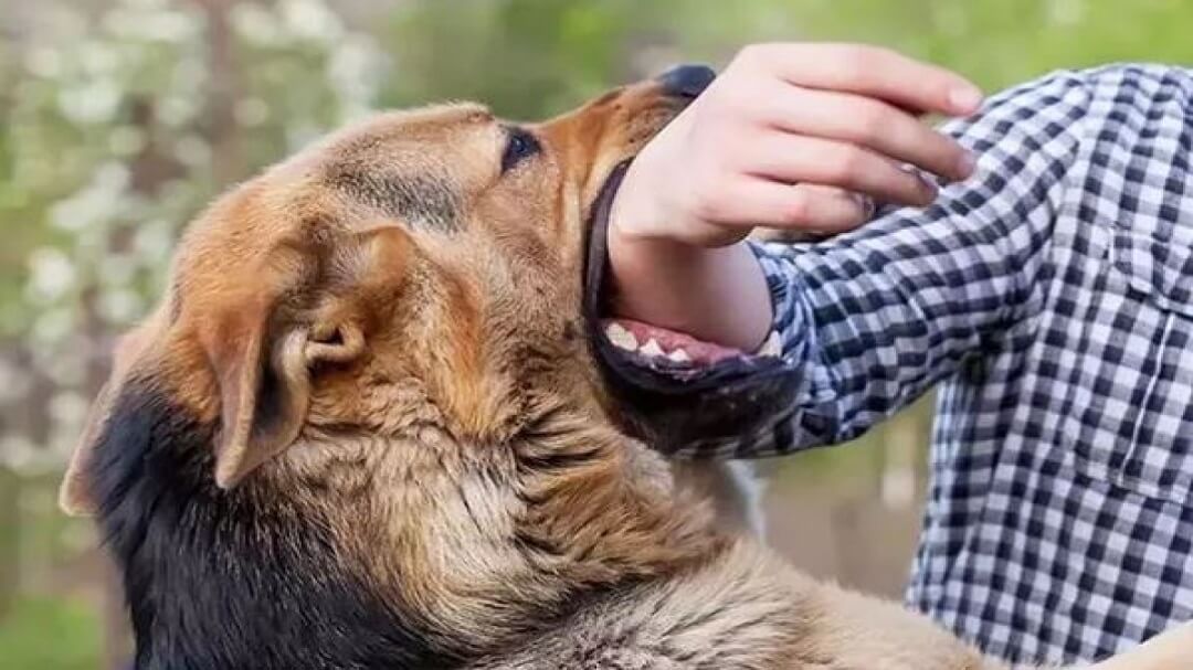 Mơ thấy chú chó thân thiện cắn bạn