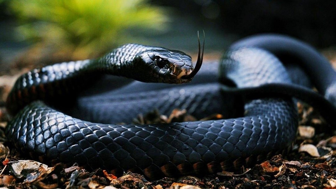 Nằm mơ thấy rắn đen cắn