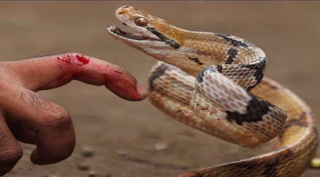 Đàn bà mơ thấy ngón tay chảy máu do rắn cắn